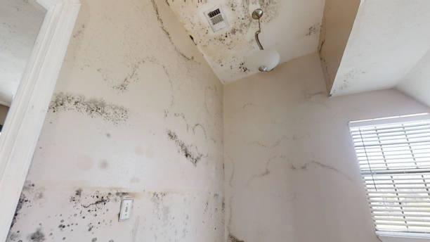Best Biohazard Mold Removal  in Ames, IA